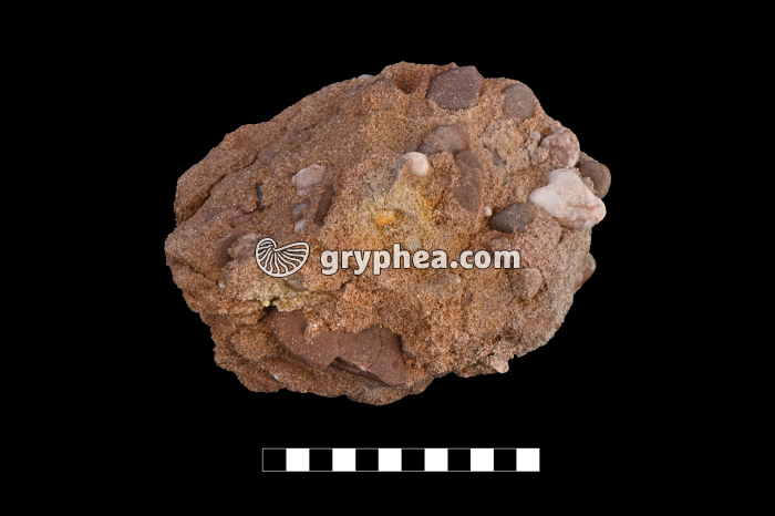 Conglomérat (Vosges) - échantillon - gryphea.org